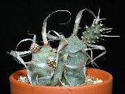бял Стайни растения Tephrocactus  снимка