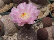 rosa Plantas de interior Tephrocactus  foto