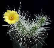 room desert cactus Tephrocactus Tephrocactus
