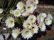 beyaz Kapalı bitkiler Trichocereus  fotoğraf