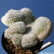 pembe Kapalı bitkiler Haageocereus  fotoğraf