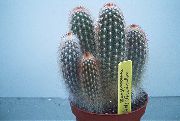 room desert cactus Haageocereus Haageocereus