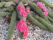 ვარდისფერი შიდა მცენარეები Haageocereus  ფოტო