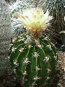 geltonas Vidinis augalai Hamatocactus  nuotrauka