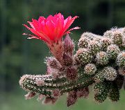 roosa Toataimed Maapähkli Kaktus (Chamaecereus) foto