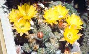 geltonas Vidinis augalai Žemės Riešutų Kaktusas (Chamaecereus) nuotrauka