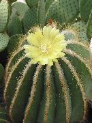 ყვითელი შიდა მცენარეები Eriocactus  ფოტო