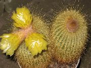 gul Indendørs planter Eriocactus  foto