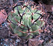 room desert cactus Eriosyce  Eriosyce 