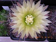 room desert cactus Eriosyce  Eriosyce 