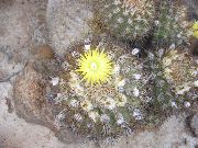 gul Krukväxter Trattkaktussläktet (Eriosyce) foto