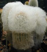 Espostoa, Perujski Starec Cactus bela Rastlina