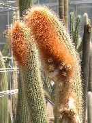 vit Krukväxter Espostoa, Peruan Gubbe Kaktus  foto