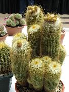 gul Indendørs planter Bold Kaktus (Notocactus) foto