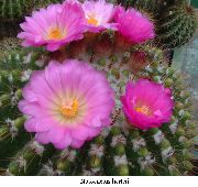 rožinis Vidinis augalai Kamuolys Kaktusas (Notocactus) nuotrauka