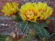 žuti Sobne biljke Plod Kaktusa Za Jelo (Opuntia) foto