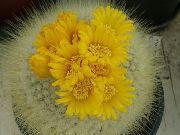 sárga Szobanövények Hüvelyk Matyi (Parodia) fénykép