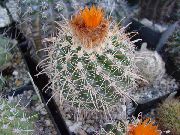 room desert cactus Tom Thumb Parodia 