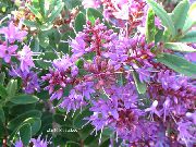 lila Plantas de interior Hebe Flor  foto