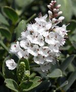 білий Домашні рослини Хебе Квітка (Hebe) фото