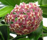 rosa Krukväxter Hoya, Brudbukett, Madagaskar Jasmin, Vax Blomma, Chaplet Blomma, Floradora, Hawaiian Bröllop Blomma   foto