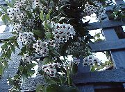λευκό φυτά εσωτερικού χώρου Hoya, Νυφική ​​ανθοδέσμη, Τη Μαδαγασκάρη Γιασεμί, Κερί Λουλούδι, Στεφάνι Λουλούδι, Floradora, Χαβάης Λουλουδιών Γάμου   φωτογραφία
