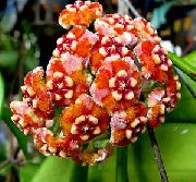oranje Kamerplanten Hoya, Bruidsboeket, Madagaskar Jasmijn, Wax Bloem, Rozenhoedje Bloem, Floradora, Hawaiiaanse Bruiloft Bloem   foto