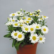 valge Toataimed Lillepoodi Ema, Pot Ema  (Chrysanthemum) foto