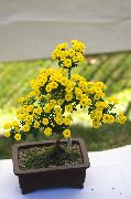 gul Indendørs planter Blomsterhandler Mor, Pot Mum  (Chrysanthemum) foto