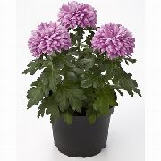 lilac Plandaí faoi dhíon Florists Mháthair, Mháthair Pot Bláth (Chrysanthemum) grianghraf