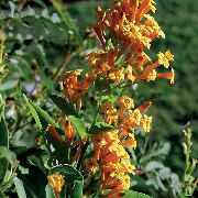 turuncu Kapalı bitkiler Cestrum çiçek  fotoğraf