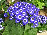 Cineraria Cruenta mørkeblå Blomst