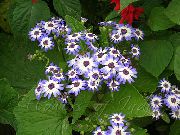 блакітны Хатнія расліны Цинерария Скрываўленая (Крестовник) Кветка (Cineraria cruenta, Senecio cruentus) фота