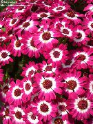 vaaleanpunainen Huonekasvit Uurnalehdoissa Cruenta Kukka (Cineraria cruenta, Senecio cruentus) kuva