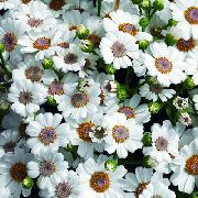 Sinerarija Cruenta bijela Cvijet