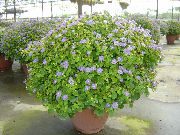 светло синьо Стайни растения Персийски Виолетово Цвете (Exacum) снимка