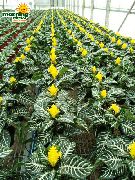 κίτρινος  Εργοστάσιο Ζέβρα, Πορτοκαλί Φυτό Γαρίδες λουλούδι (Aphelandra) φωτογραφία