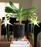 бял Стайни растения Комета Орхидея, Витлеемската Звезда Орхидея Цвете (Angraecum) снимка