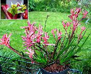 рожевий Домашні рослини Анігозантос Квітка (Anigozanthos flavidus) фото