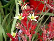 vermelho Plantas de interior Kangaroo Paw Flor (Anigozanthos flavidus) foto