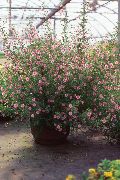 rožinis Vidinis augalai Afrikos Dedešvos žiedas (Anisodontea) nuotrauka