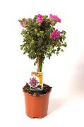 rosa Krukväxter Afrikansk Malva Blomma (Anisodontea) foto