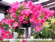rosa Krukväxter Papper Blomma  (Bougainvillea) foto