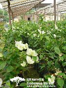 biela Izbové Rastliny Papierové Kvety Kvetina (Bougainvillea) fotografie