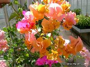 Бугенвиллия (Арека) помаранчевий Квітка