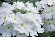 blanc Plantes d'intérieur Verveine Fleur (Verbena Hybrida) photo