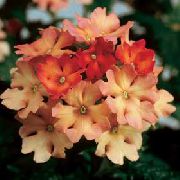 orange Zimmerpflanzen Eisenkraut Blume (Verbena Hybrida) foto