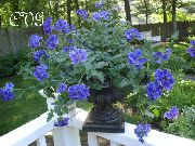 tumši zils Telpaugi Vībotne Zieds (Verbena Hybrida) foto