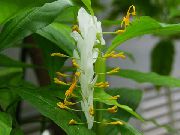 beyaz Kapalı bitkiler Dans Bayan çiçek (Globba-winitii) fotoğraf