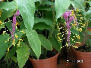 lilla Indendørs planter Dansende Dame Blomst (Globba-winitii) foto
